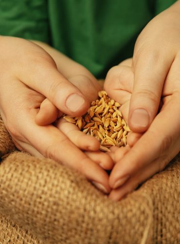 Holding golden colored wheat grains. Close up shot of female and kid's hands doing different things together. Family, home, education, childhood, charity concept. Mother and son or daughter, wealth.